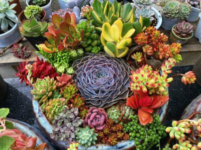 Gợi ý các mẫu sen đá làm quà tặng siêu xinh 0