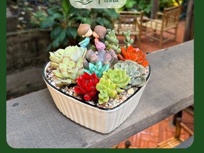 Gợi ý các mẫu sen đá làm quà tặng siêu xinh 1