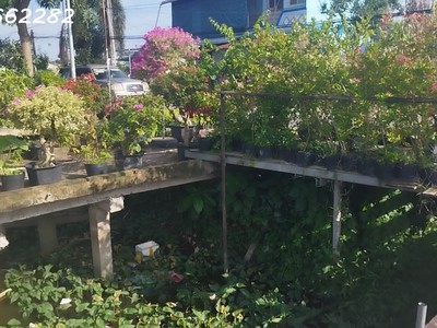 Bán đất thổ cư mặt tiền chính đường làng hoa sa đéc, 200m2, shr, giá 3.5 tỷ 0