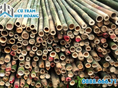 Đại lý bán tre lồ ô giá rẻ chất lượng tại TPHCM 0