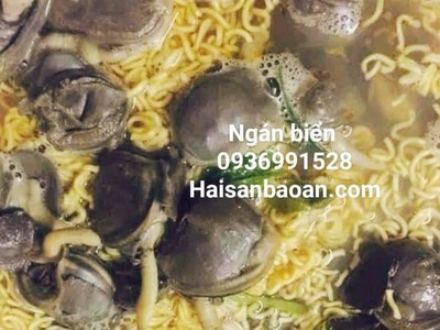 Bán ngán biển tuyển chọn giá tốt ở hà nội 0