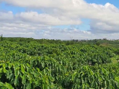 Bán đất vườn 6 mẫu   view đồi đẹp   hẻm đường blaosire, xã đại lào, tp bảo lộc   chỉ 4.2 tỷ 0