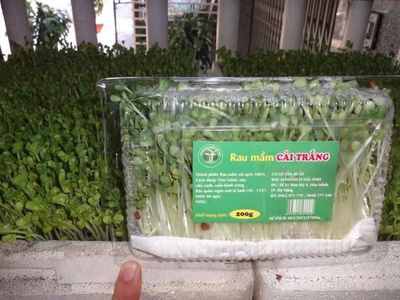 Cần sang lại mô hình trồng rau mầm hữu cơ tại hòa khánh, đà nẵng 1