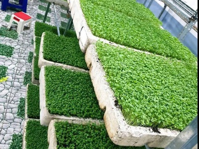 Cần sang lại mô hình trồng rau mầm hữu cơ tại hòa khánh, đà nẵng 0