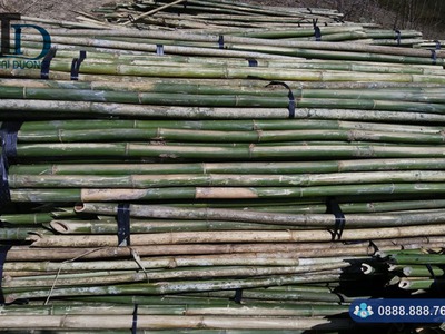 Báo giá tre lồ ô mới nhất hiện nay tại TPHCM 0