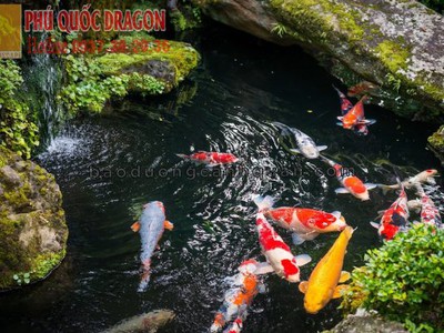 Thiết kế thi công hồ cá Koi ở HCM, Đồng Nai đẹp lạ chuyên nghiệp 0