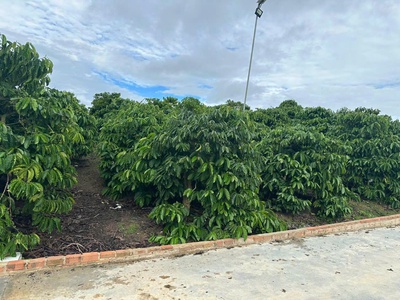 Bán 21000m2   21 sào   đất nhà , ao, vườn cà phê -xã liên hiệp - đức trọng lâm đồng 0