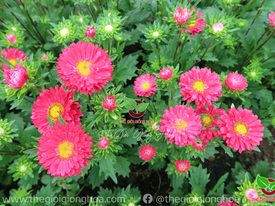 Hạt Cúc Nắp Ken 5
