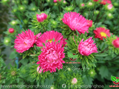 Hạt Cúc Nắp Ken 6
