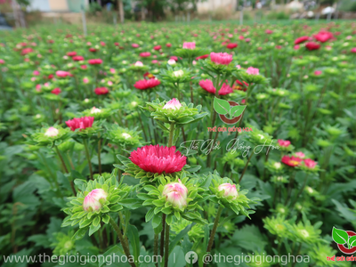 Hạt Cúc Nắp Ken 7
