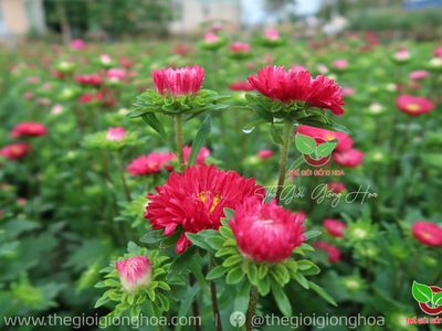 Hạt Cúc Nắp Ken 12