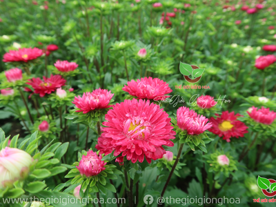 Hạt Cúc Nắp Ken 19