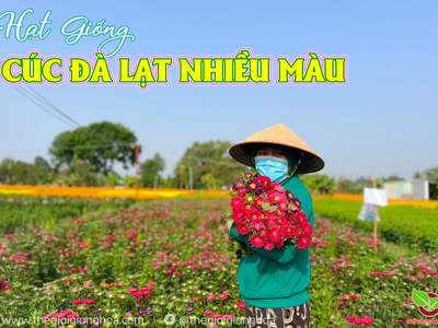 Hạt Cúc Nắp Ken 0