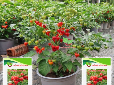 Hạt Giống Ớt Trái Tim 0