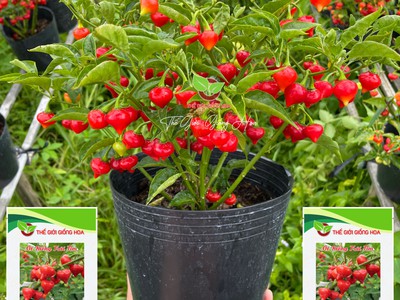 Hạt Giống Ớt Trái Tim 9