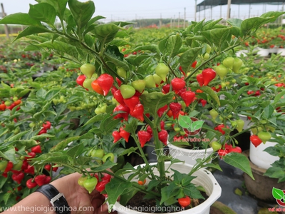 Hạt Giống Ớt Trái Tim 1