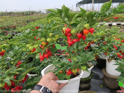 Hạt Giống Ớt Trái Tim 2