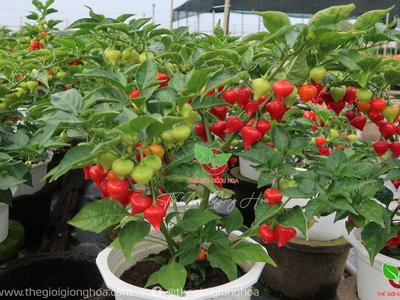 Hạt Giống Ớt Trái Tim 3