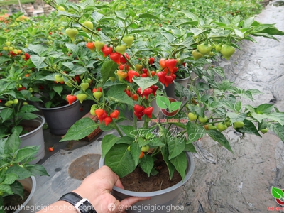 Hạt Giống Ớt Trái Tim 4