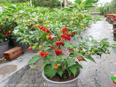 Hạt Giống Ớt Trái Tim 5
