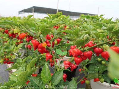 Hạt Giống Ớt Trái Tim 6