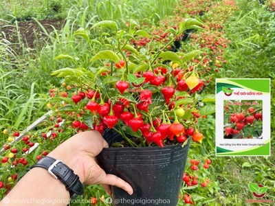 Hạt Giống Ớt Trái Tim 7