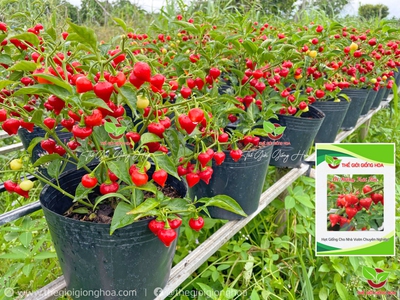 Hạt Giống Ớt Trái Tim 8