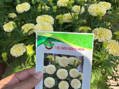 Hạt Giống Vạn Thọ Trắng Lùn 7
