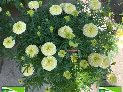 Hạt Giống Vạn Thọ Trắng Lùn 8