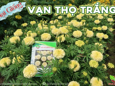 Hạt Giống Vạn Thọ Trắng Lùn 11