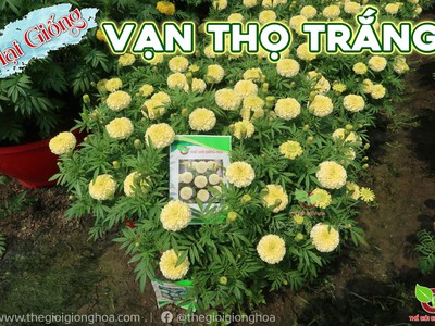 Hạt Giống Vạn Thọ Trắng Lùn 12