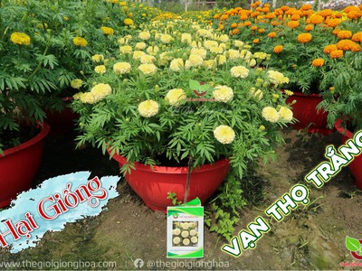 Hạt Giống Vạn Thọ Trắng Lùn 13