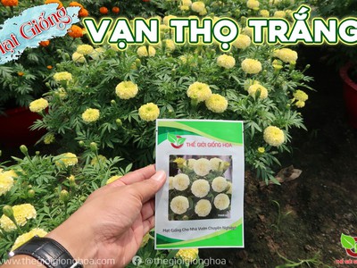 Hạt Giống Vạn Thọ Trắng Lùn 14
