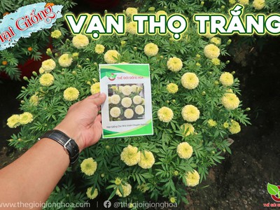 Hạt Giống Vạn Thọ Trắng Lùn 15