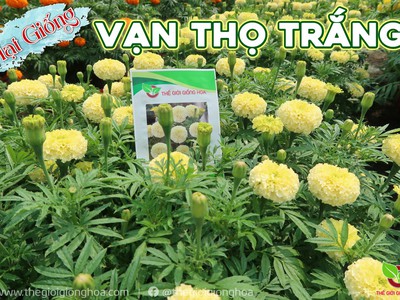 Hạt Giống Vạn Thọ Trắng Lùn 16