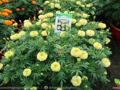 Hạt Giống Vạn Thọ Trắng Lùn 17