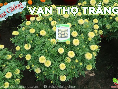 Hạt Giống Vạn Thọ Trắng Lùn 18