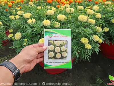 Hạt Giống Vạn Thọ Trắng Lùn 19