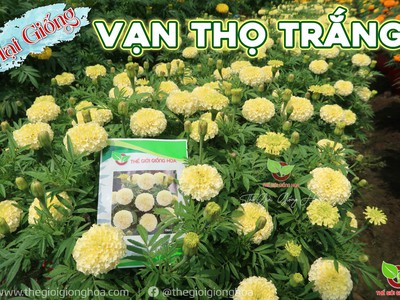 Hạt Giống Vạn Thọ Trắng Lùn 3