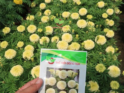 Hạt Giống Vạn Thọ Trắng Lùn 2