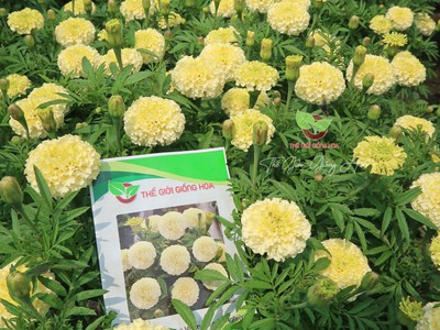 Hạt Giống Vạn Thọ Trắng Lùn 0