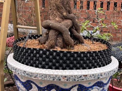 Nghệ nhân dán miễng sành sứ - ốp sành - chuyên chậu hoa - bể cá cảnh 9