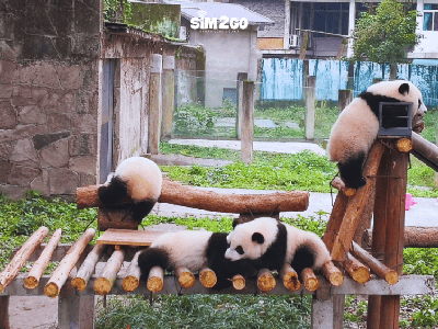 Những địa điểm nên tham quan khi đến Trùng Khánh 0