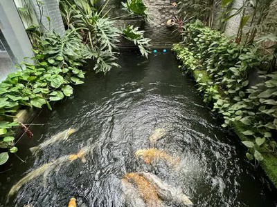 Biệt thự KĐT Linh Đàm 254m2, giá 68 tỷ, 5 tầng thang máy, kinh doanh đỉnh 2
