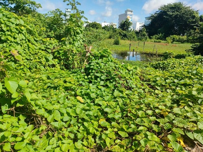 Chính chủ bán đất 2 mặt tiền vườn cây lâu năm tại phường châu phú b, tp châu đốc, an giang. 0