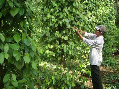 Lý dọ phân gà hữu cơ vi sinh 0