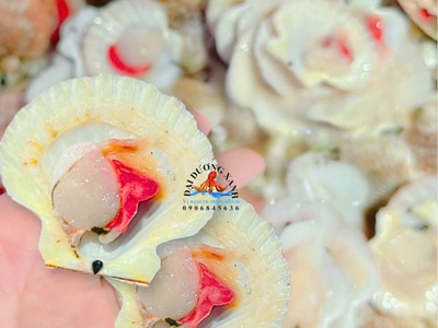 Sò điệp một mảnh 0