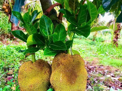Thích hợp làm quán ăn sân vườn, cà phê sân vườn, xây nhà vườn nghĩ dưỡng 4