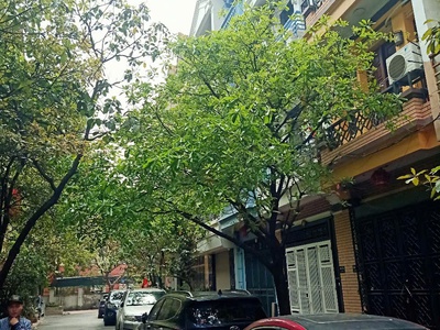 Liền kề Mỹ Đình 55m2 5 tầng thang máy full nội thất giá 19 tỷ 0