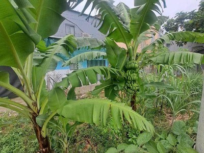 Đất 2 mh 137m2, tách thửa ok   an phú đông 9 q12 1